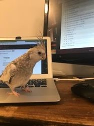 A parakeet on top of a laptop keyboard.