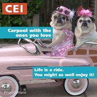 Two pugs dressed in fun outfits "driving" a small pink car. The image looks like a magazine cover and reads: "CEI Carpool with the ones you love. Life is ride. You might as well enjoy it!"