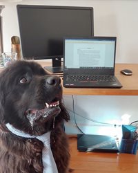 A dog dressed in a tie with the appearance of working from home on a laptop.
